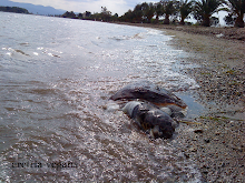 4η νεκρή θαλάσσια χελώνα μέσα στο 2010 στην Ερέτρια. Αιτίες: το ψάρεμα και τα ταχύπλοα σκάφη.