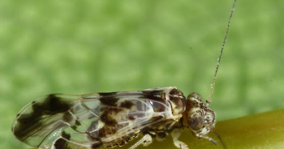 Variety of Life: Ptycta