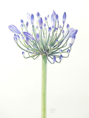 Botanical art Agapanthus study Shevaun Doherty