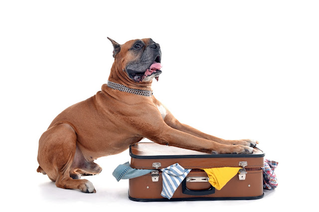 Dog on bag