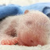 Pura ternura: #China celebra el nacimiento de tres pandas bebés