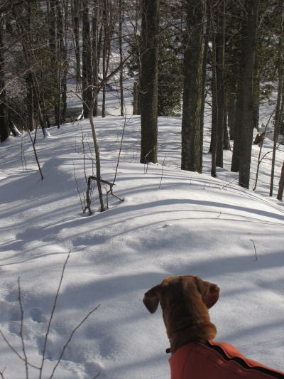 dog gazing down a slope
