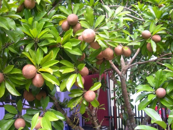 Pohon buah sawo cangkokan pohon sawo murah Tukang Taman