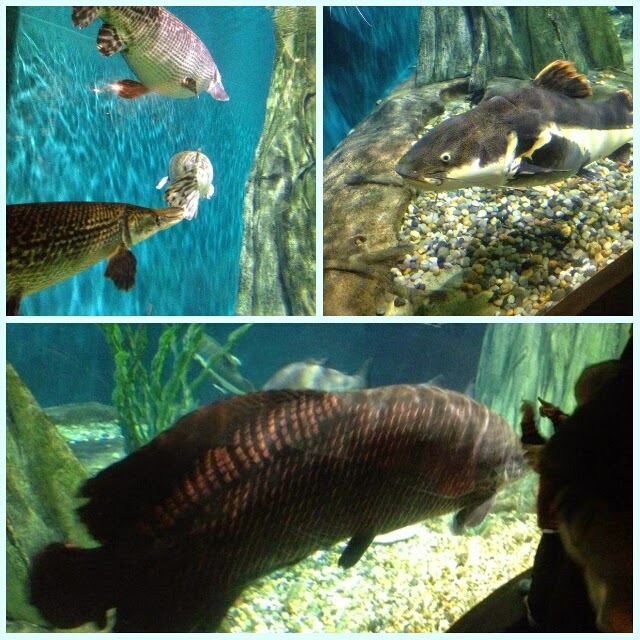 My Adam & Aleesya JalanJalan Aquaria KLCC Berkenalan Dengan Ikan