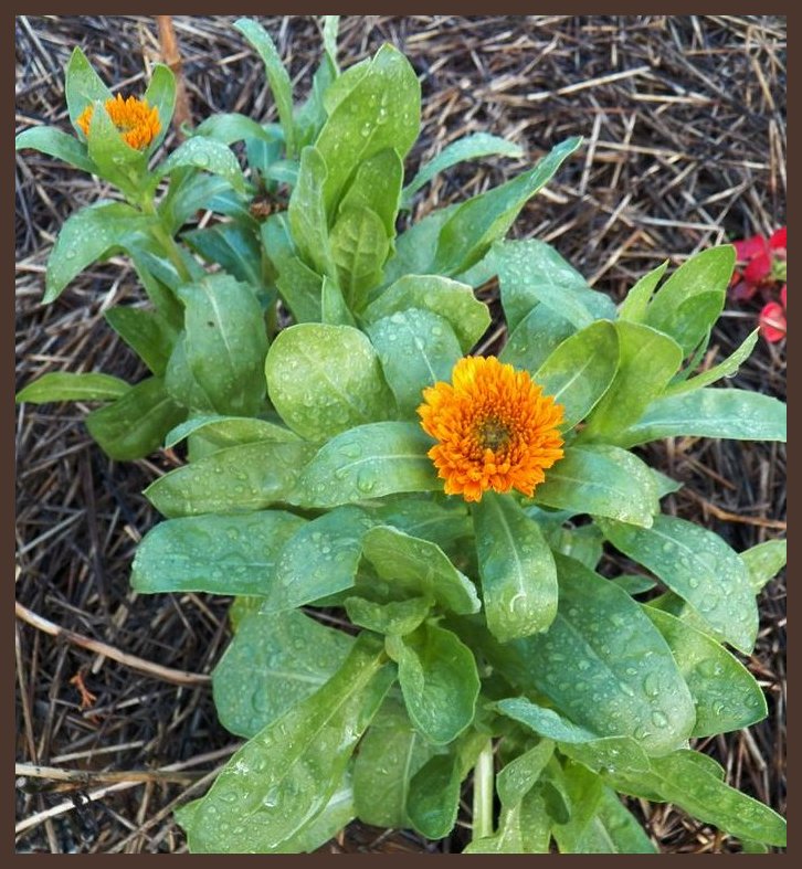 KeeWee's Garden Flowers still blooming in December