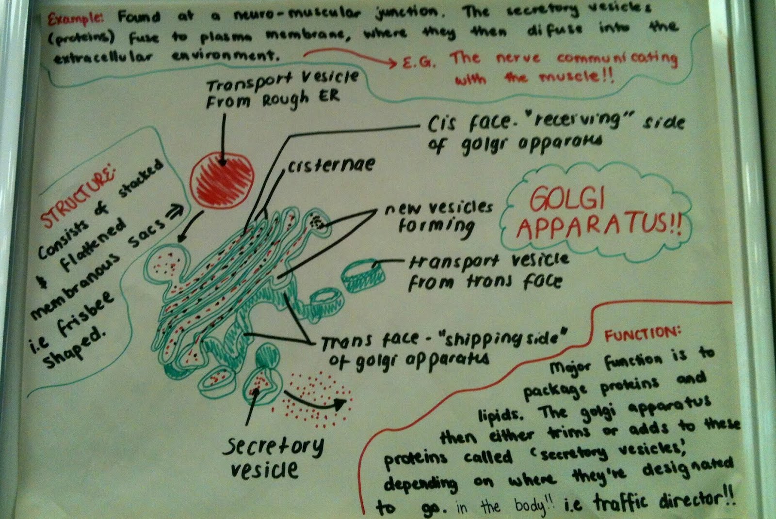 BOHONE2012 Golgi Apparatus