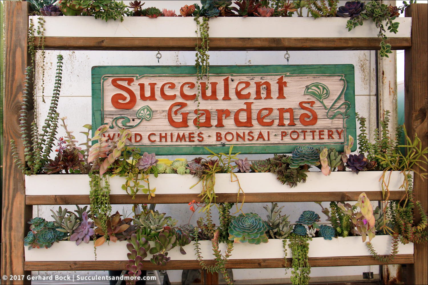 Succulents And More 2017 Succulent Extravaganza Was A Blast
