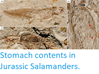 http://sciencythoughts.blogspot.co.uk/2013/06/stomach-contents-in-jurassic-salamanders.html
