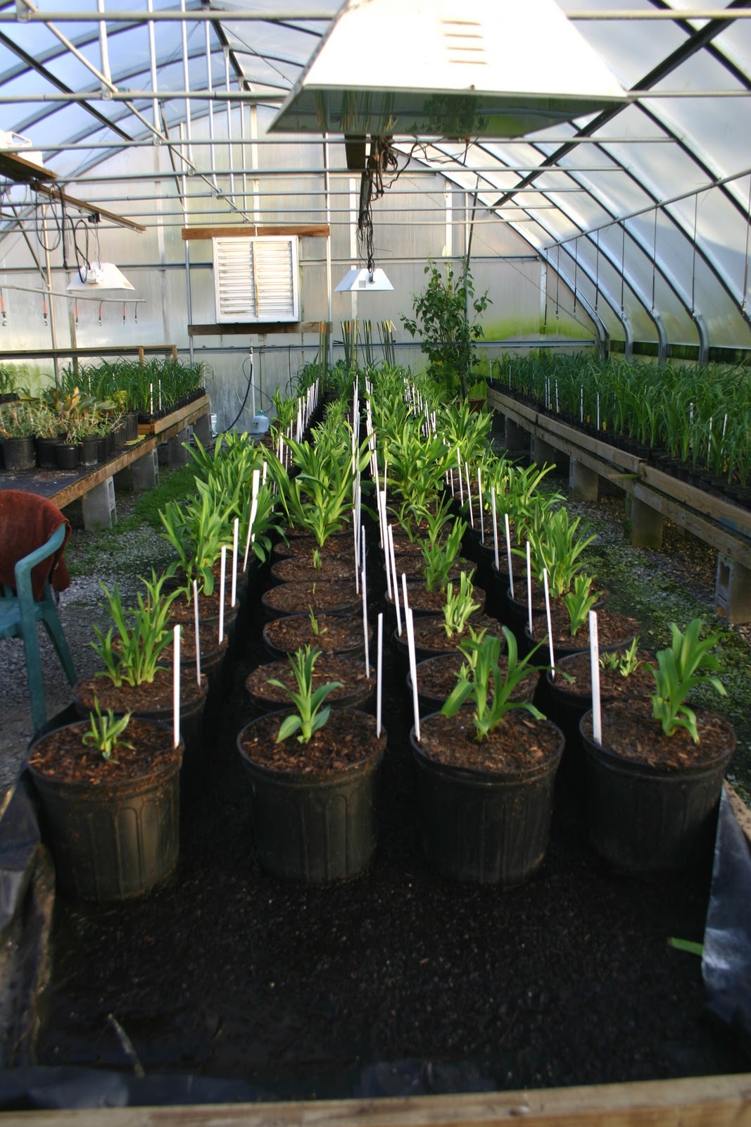 Lee's Daylily Potpourri January 15 . . . Growth of greenhouse plants