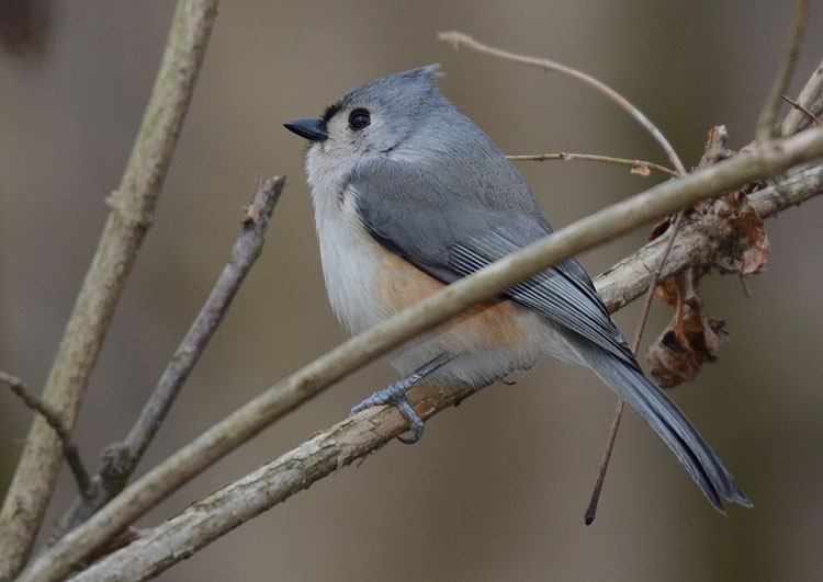 Tufted Titmouse (Baeolophus bicolor) Tufted Titmouse (Baeolophus bicolor)