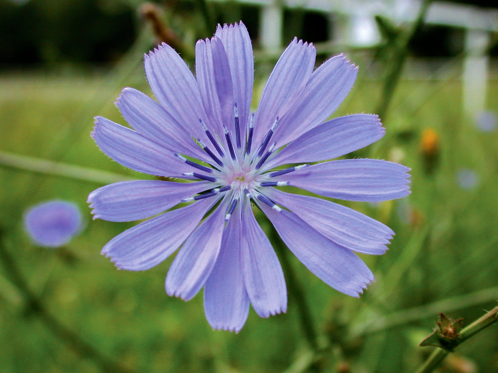 Natura Mundi Info plante La chicorée