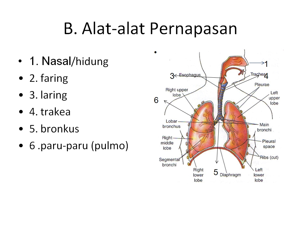 Sistem Pernafasan ~ mata pelajaran SMP kelas VII, VIII, IX