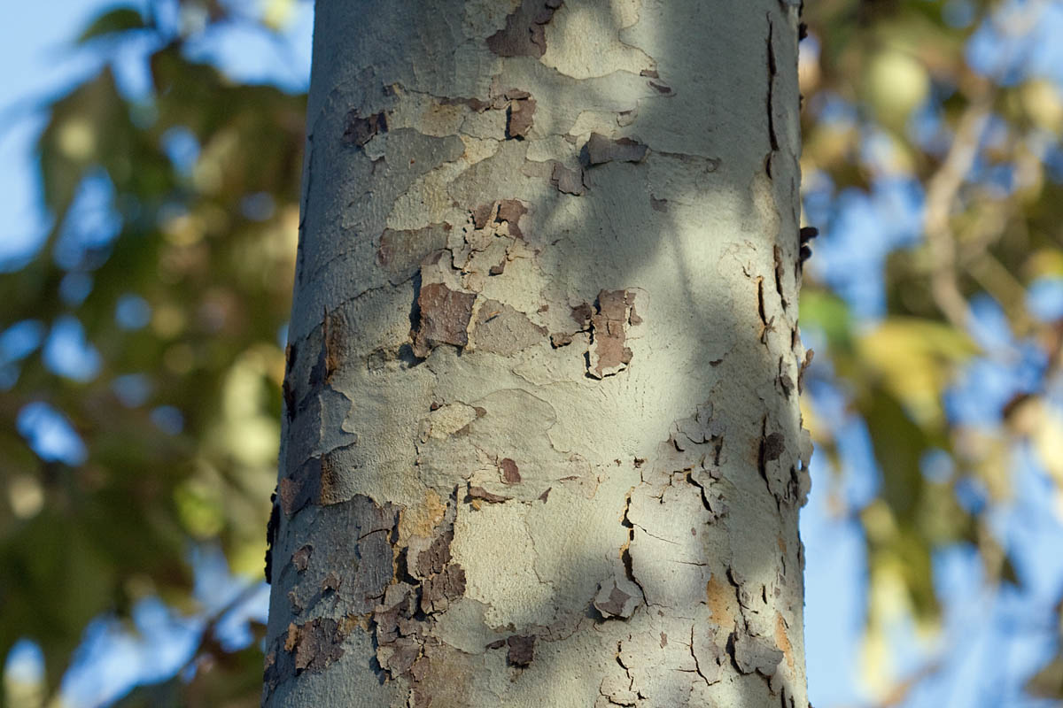 Photographic Nature Journaling Part 2 Greg in San Diego