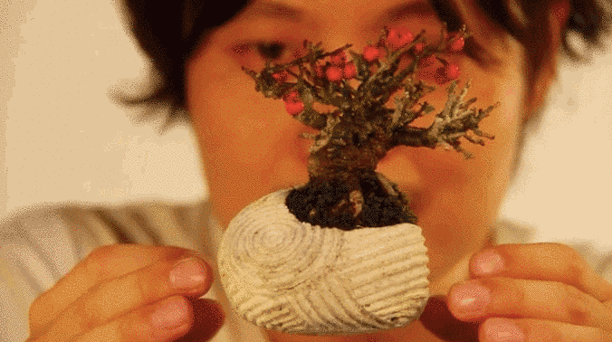 Air Bonsai نباتات تتحدى الجاذبية