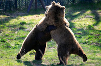 Momento Felicidade entre ursos