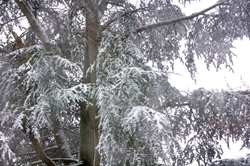 Verschneite Zeder... Verschneite Zeder...