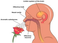 smelling smelling