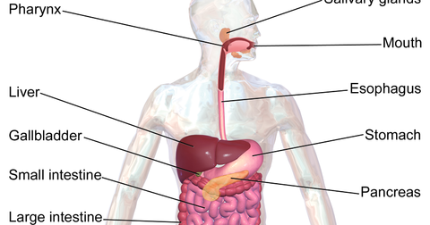 Healthcare Info 101: Improve Digestion Naturally | 5 Best Methods