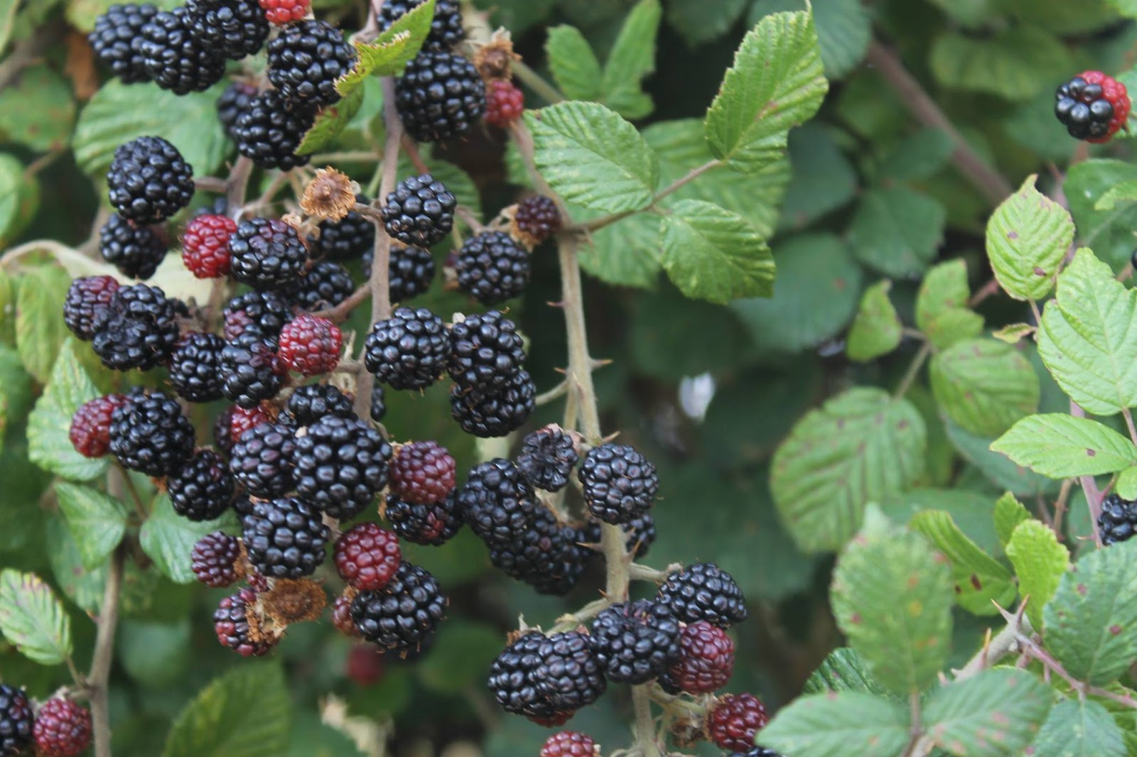 Lebução de Valpaços Amoras silvestres, pequenos frutos que a natureza nos oferece Lebução de Valpaços Amoras silvestres, pequenos frutos que a natureza nos oferece