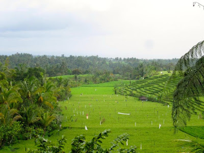 Ricefield view in Ubud Bali Indonesia