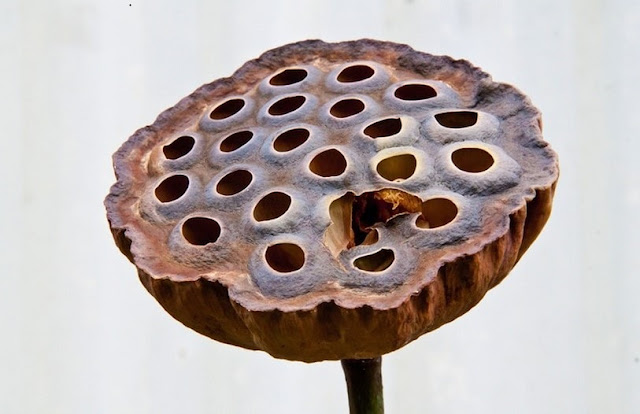 Do You Have Trypophobia Why So Many People Fear Holes Dnb Stories