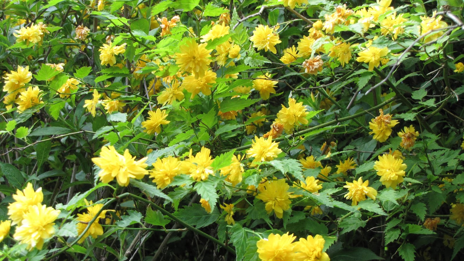 Rothenblog Ranunkelstrauch ein schönes Ziergehölz