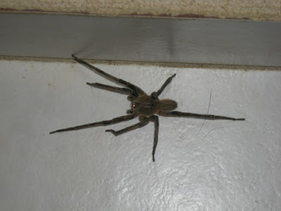huntsman spider, La Ceiba, Honduras