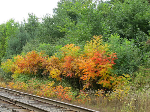 sumac autumn colors