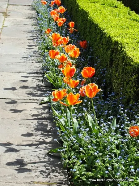 orange tulips in a row at Filoli in Woodside, California
