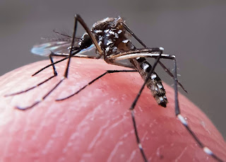 Casos de dengue aumentam e população pede socorro
