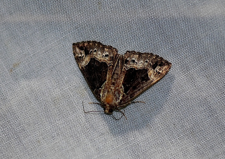 Field Biology In Southeastern Ohio Noctuid Moths And Tiger Moths