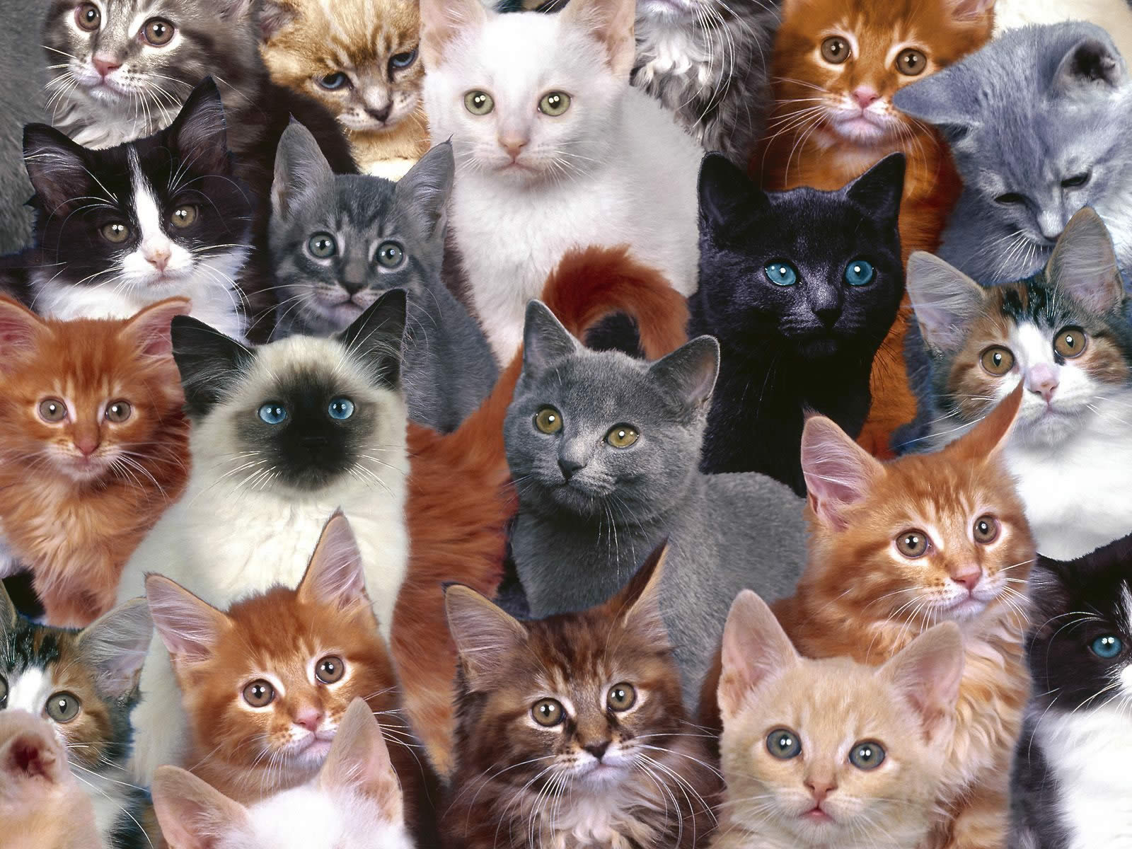 FULL WALLPAPER: Cat desktop wallpaper