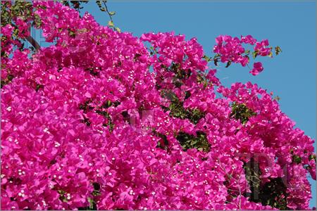 blossoms: Bougainvillea