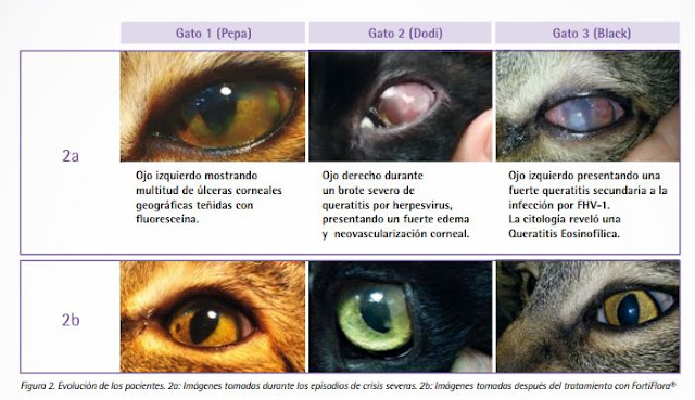 ojo gatos herpesvirus fortiflora purina conjuntivitis queratoconjuntivitis HV