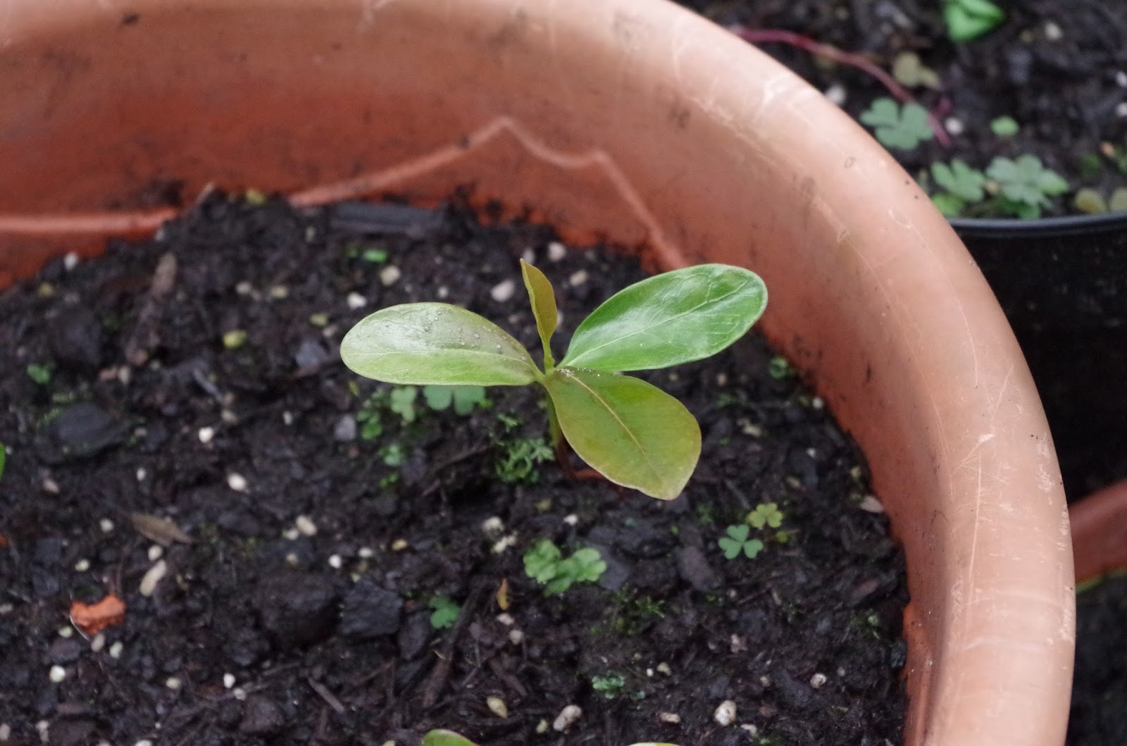 Mr. Greens Welt Sapote