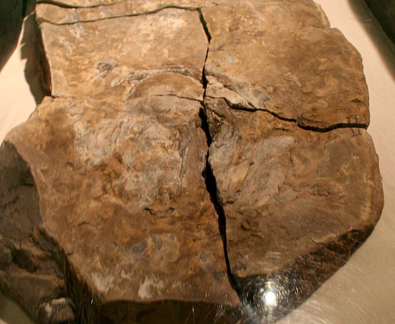 Louisville Fossils and Beyond Coelacanth Fossil Fish