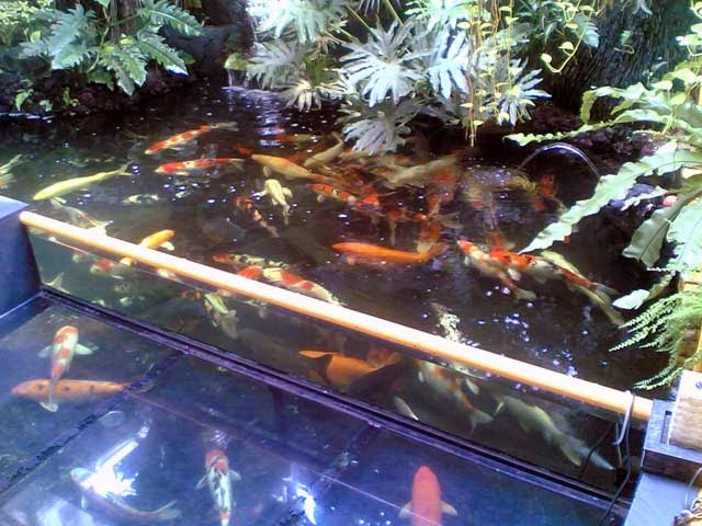 Jenis Dan Fungsi Kolam Ikan Koi Kumpulan Ilmu