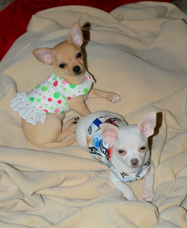 The Charming chi Yes, You Can Have Your Chihuahua Wearing Clothes! And