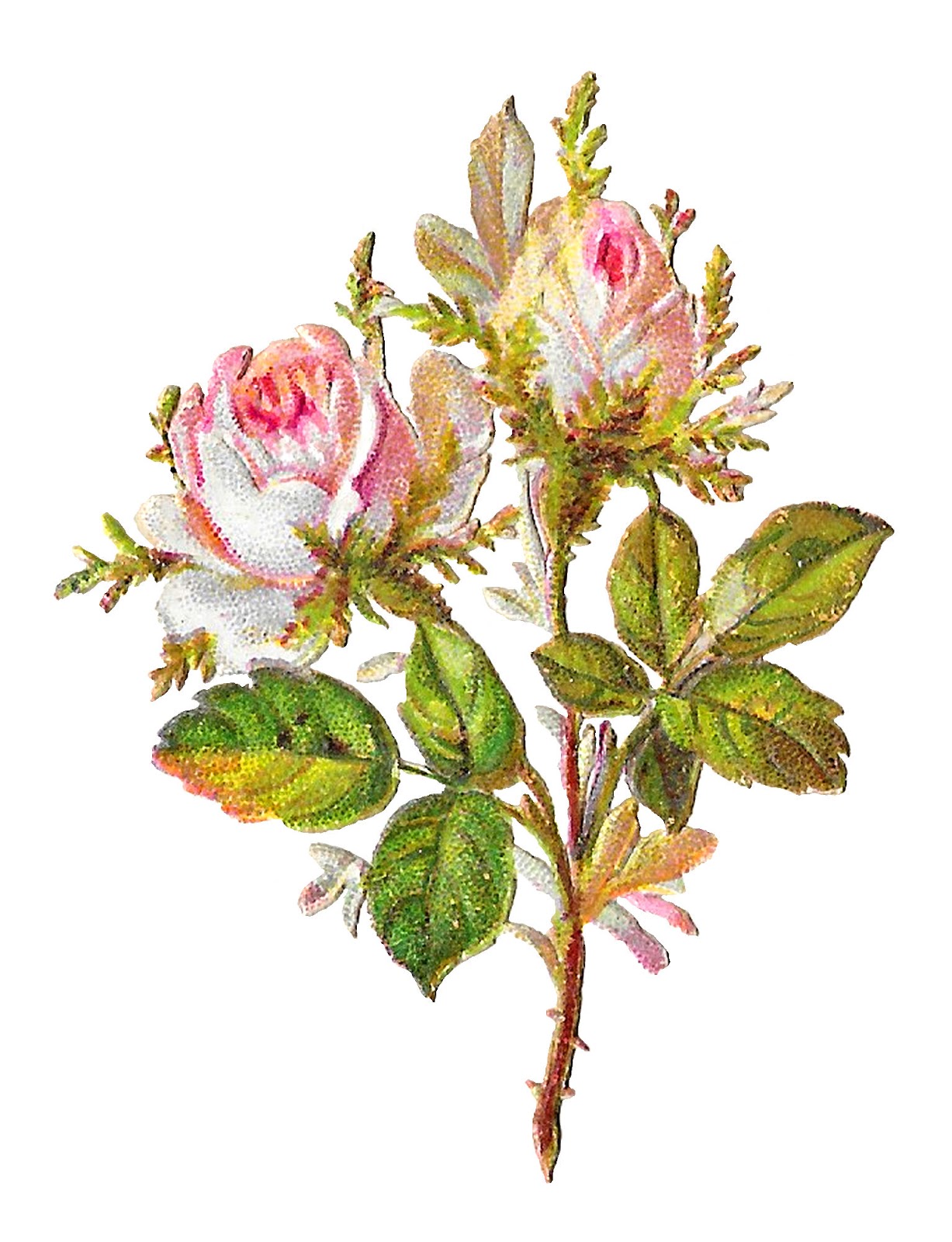 Antique Images Shabby Chic White Rose Vintage Clipart Botanical Art
