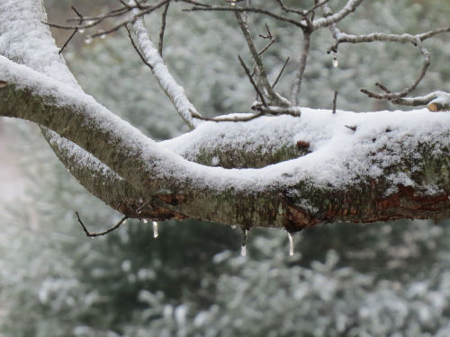 snow on branch
