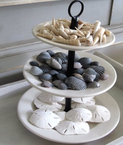 seashell collection tray