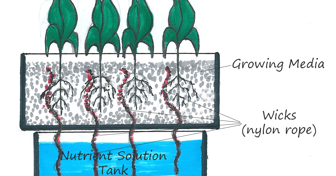 Hydroponic Passion: Wick system
