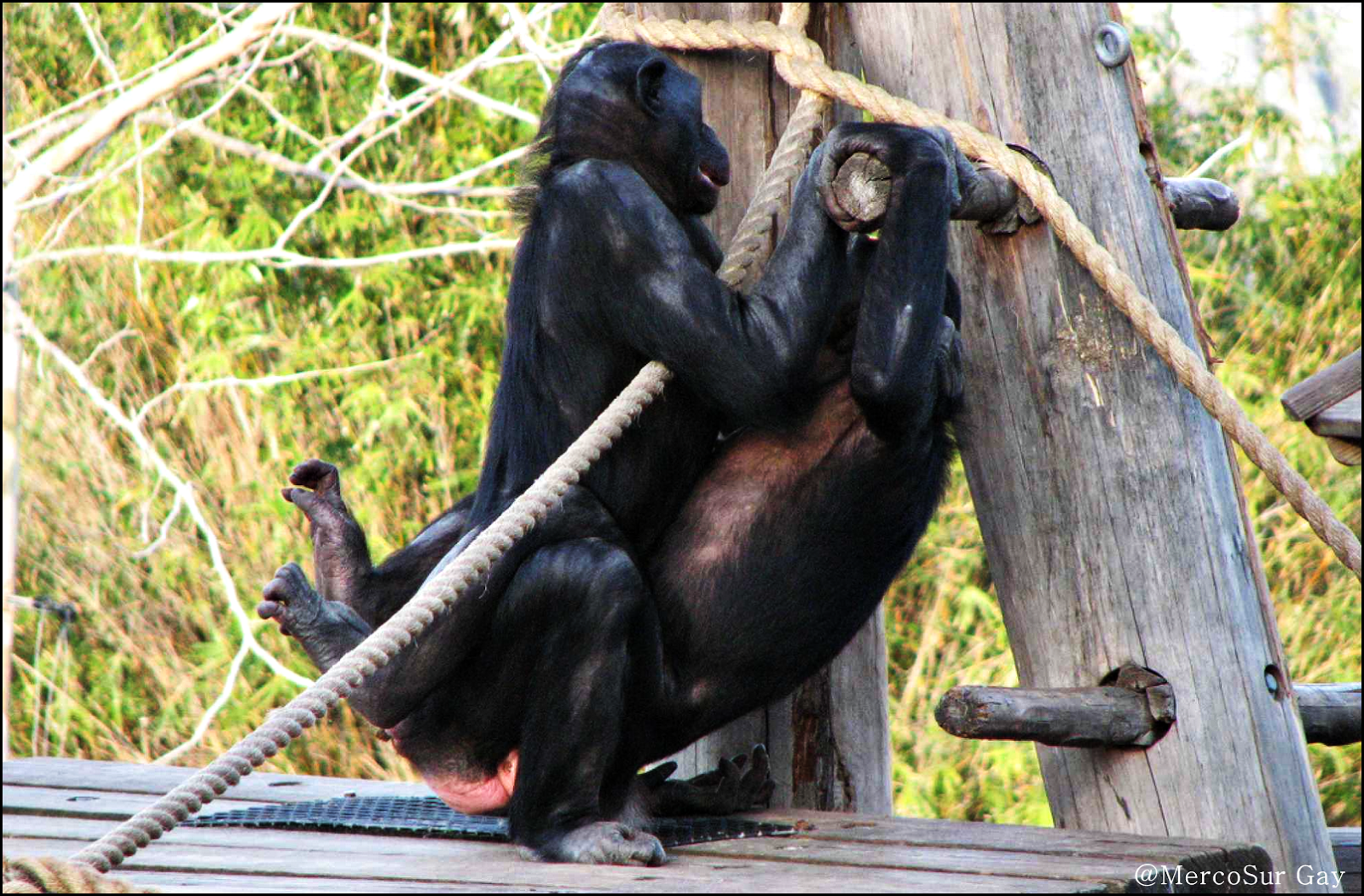 как обезьяна трахает человека фото 106