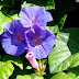 Avoir son blog