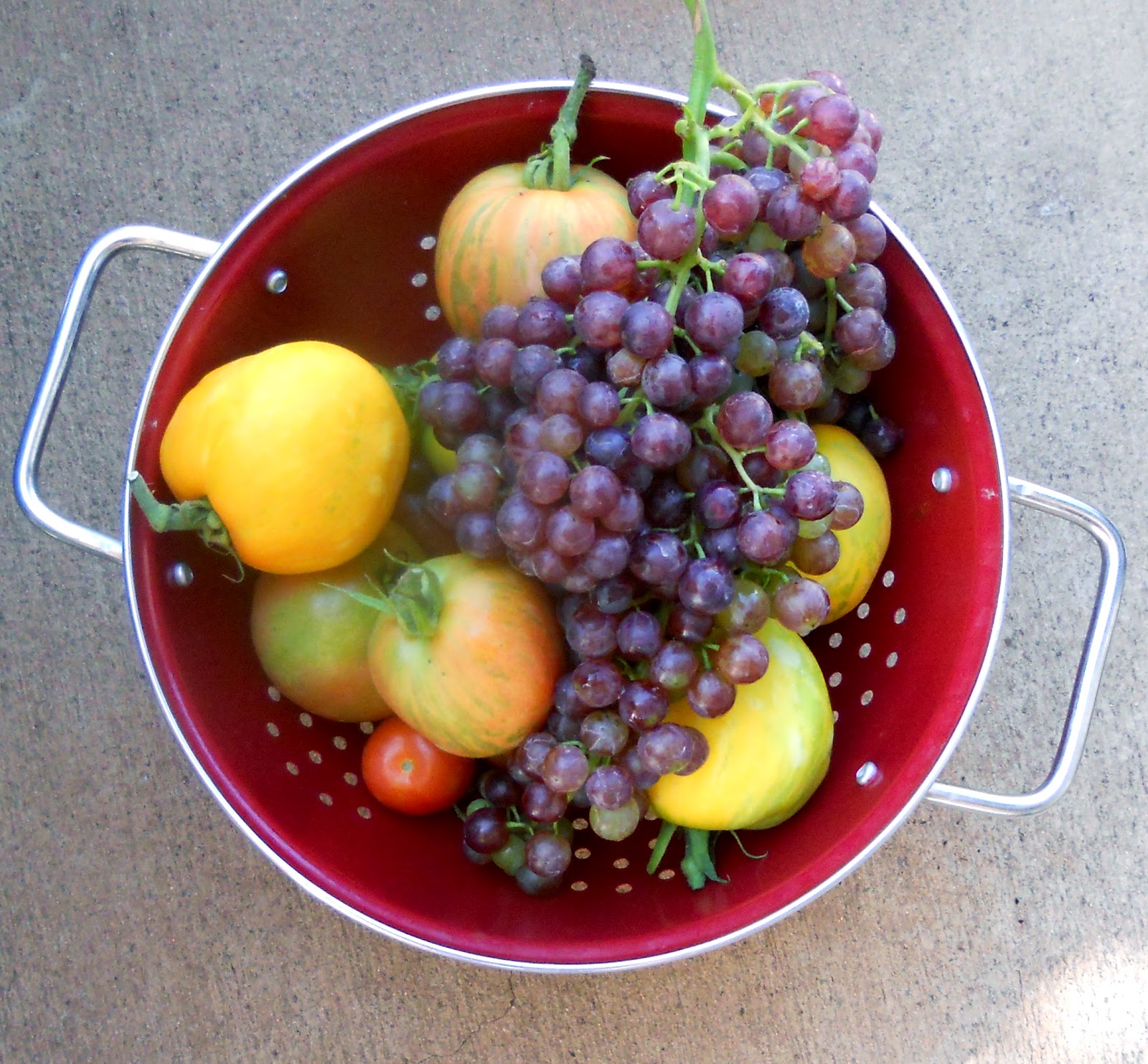 A Kitchen Garden in Kihei Maui Growing Dessert Grapes in Kihei