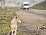 Araba Çarpan Bir Köpeği Veterinere Götürmenin Maliyeti Ne Olur? Araba Çarpan Bir Köpeği Veterinere Götürmenin Maliyeti Ne Olur?