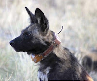 http://sciencythoughts.blogspot.co.uk/2016/04/lycaon-pictus-african-hunting-dogs.html