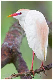 Cattle Egret (Bubulcus ibis) - breeding plumage and pairing coloration