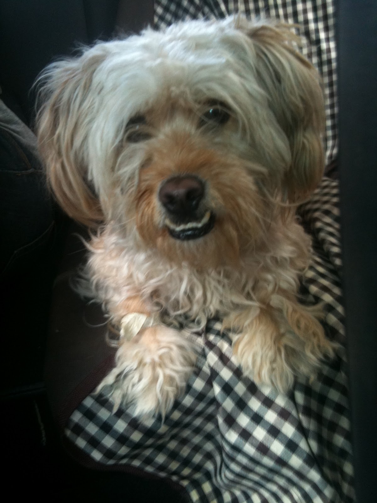 cane razza dandy