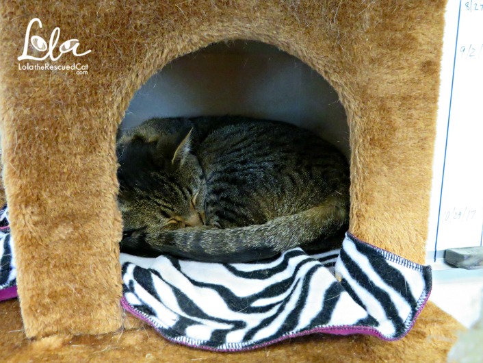 Tabbys Place|Cat Sanctuary
